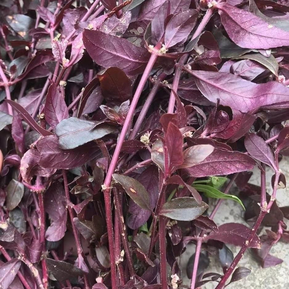 红田乌新鲜红莲子草田边草护心草潮汕红节节草红棕草五色草红莲子