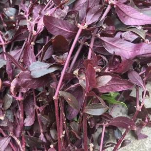 红田乌新鲜红莲子草田边草护心草潮汕红节节草红棕草五色草红莲子