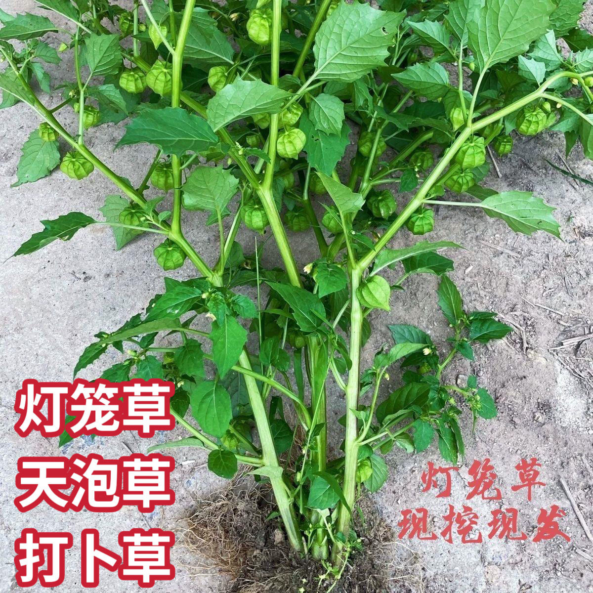 灯笼草新鲜黄姑娘果现采潮汕灯笼草打额泡打卜草天泡草黄灯笼