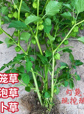 灯笼草新鲜黄姑娘果现采潮汕灯笼草打额泡打卜草天泡草黄灯笼