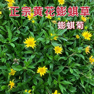 潮汕黄花磨奇草 新鲜黄花蟛蜞草 黄花旱磨莲草蟛蜞菊中草药断血草