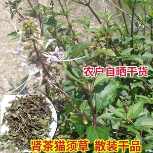 肾茶猫须草干品广东化石草猫须公降调酸草无硫新晒干货潮汕猫秋草