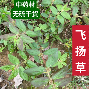新鲜野外飞扬草大飞扬节节花白乳汁草中草药材现采肤痒洗澡通少乳