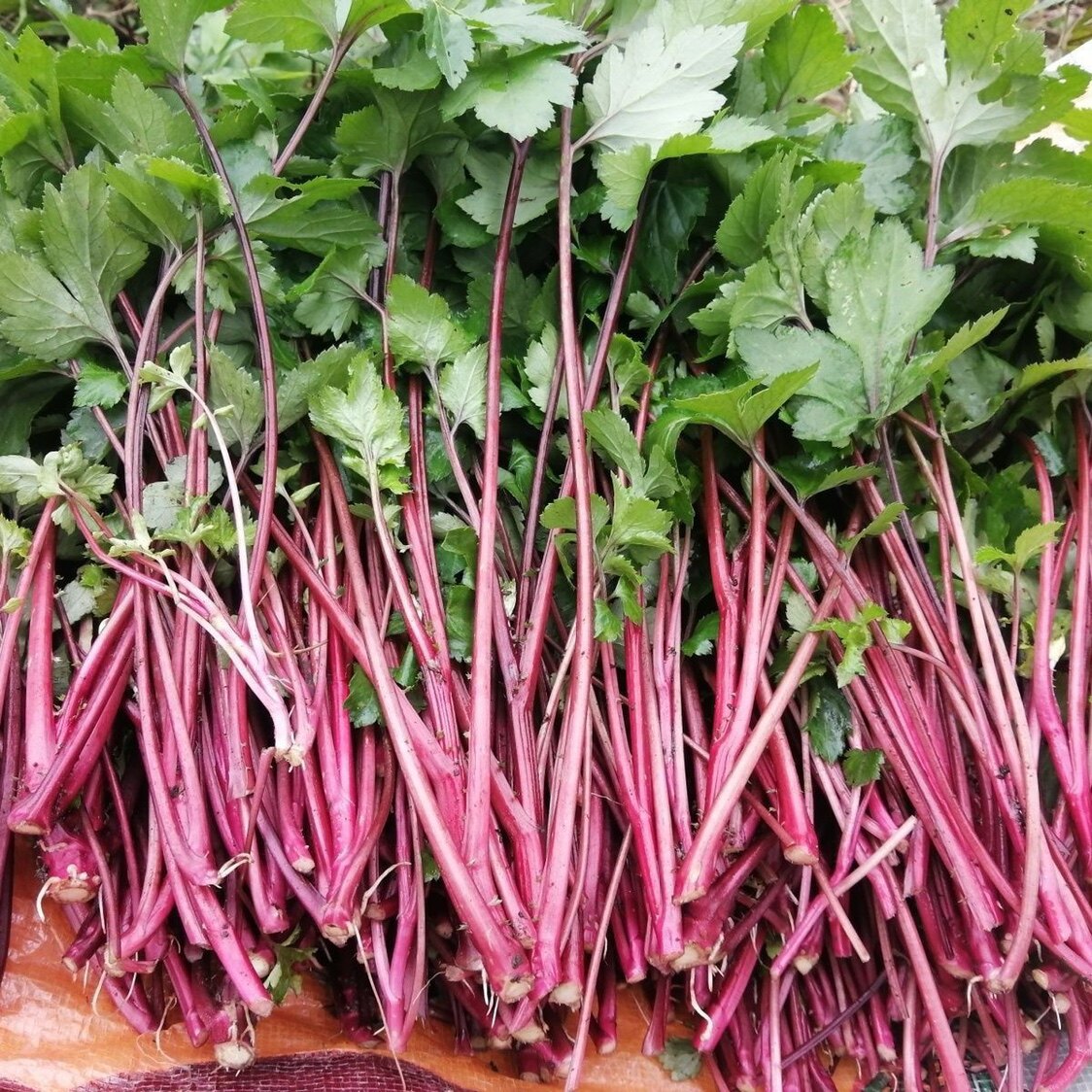 新鲜红艾食用珍珠菜鸭脚艾苗珍珠花菜白苞蒿潮汕真珠花菜红艾草苗