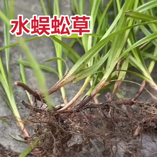 水蜈蚣草新鲜无头厚香一箭球金钮草广东三荚草中草药潮汕无头猴香