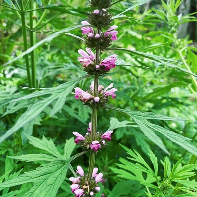 红花益母草天然现采新鲜中药材煮水红糖姜调姨妈月经花茶气血泡脚