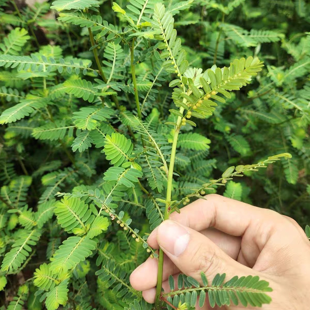 叶下珠新鲜珠仔草珍珠草龙珠草鱼鳞草夜合草潮汕假油甘中药材无硫