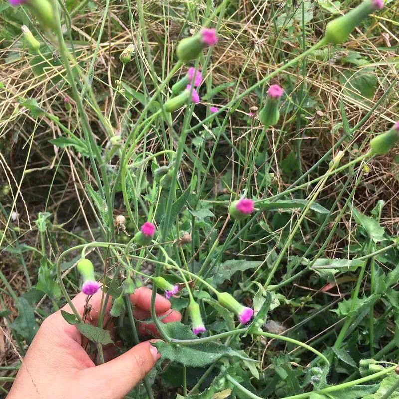一点红新鲜中草药晒干潮汕叶下红羊蹄草红叶草红背叶紫背草红背草