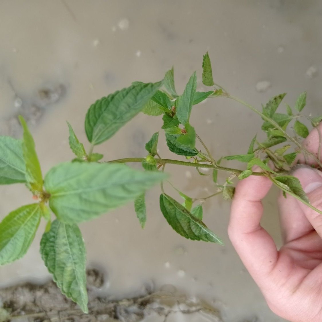 铁苋菜新鲜中药材海蚌含珠 纯天然血见愁叶里藏珠 潮汕假麻仔干品