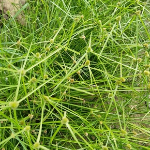 水蜈蚣草新鲜广东无头厚香一箭球金钮草三荚草中草药潮汕无头猴香