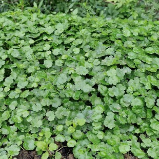 天胡荽新鲜钱站干潮汕铺地锦破铜钱地星秀满天星土地锦明镜草