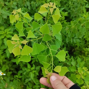 乌桕叶新鲜 卷子叶油子虹叶宝宝洗澡蜡子树植物染料黑色
