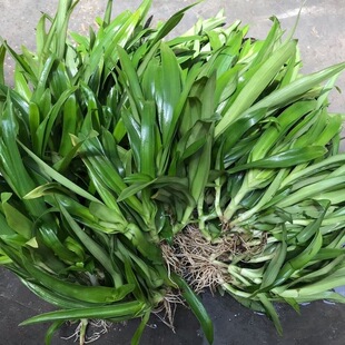 痰火草新鲜围夹草广东猫爪草青鸭跖草大苞水竹叶 狮子草潮汕白兰