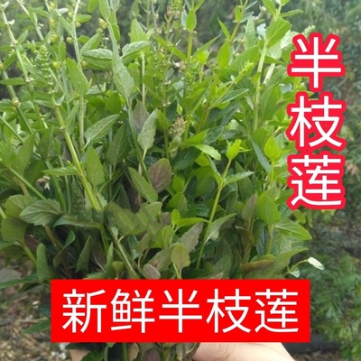 深山新鲜半枝莲 天然半支莲草 潮汕四方枝草中草药无硫干品包邮
