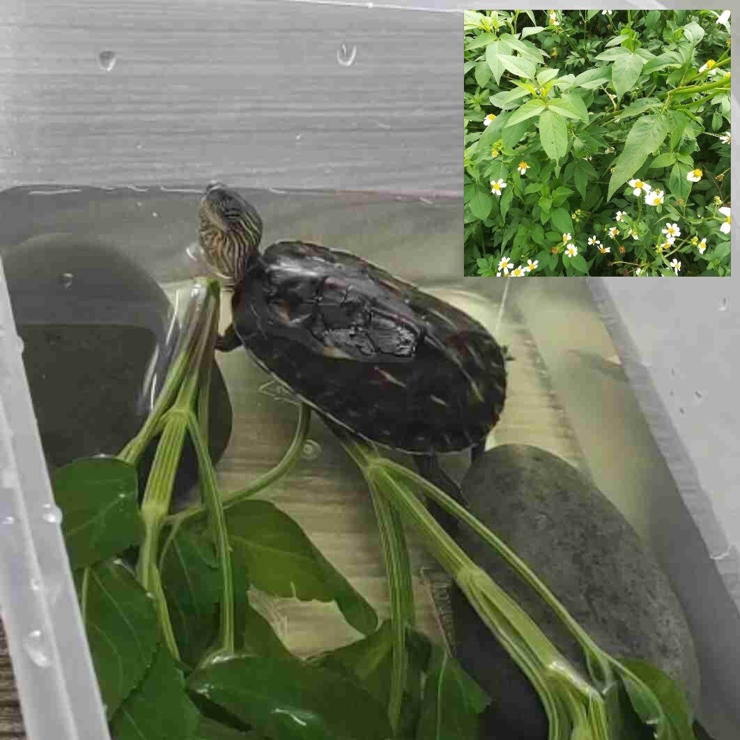 乌龟治疗腐皮新鲜龙眼叶 鬼针草 五色花 防感冒腐皮烂甲白眼病图片