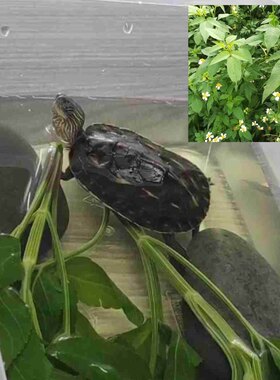 乌龟治疗腐皮新鲜龙眼叶 鬼针草 五色花 防感冒腐皮烂甲白眼病