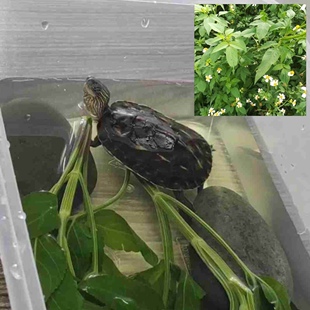 乌龟治疗腐皮新鲜龙眼叶 鬼针草 五色花 防感冒腐皮烂甲白眼病