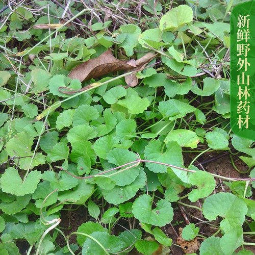 雷公根新鲜鼎感草积雪草崩大碗鼎盖草马蹄草灯盏菜潮汕红花蚶壳草