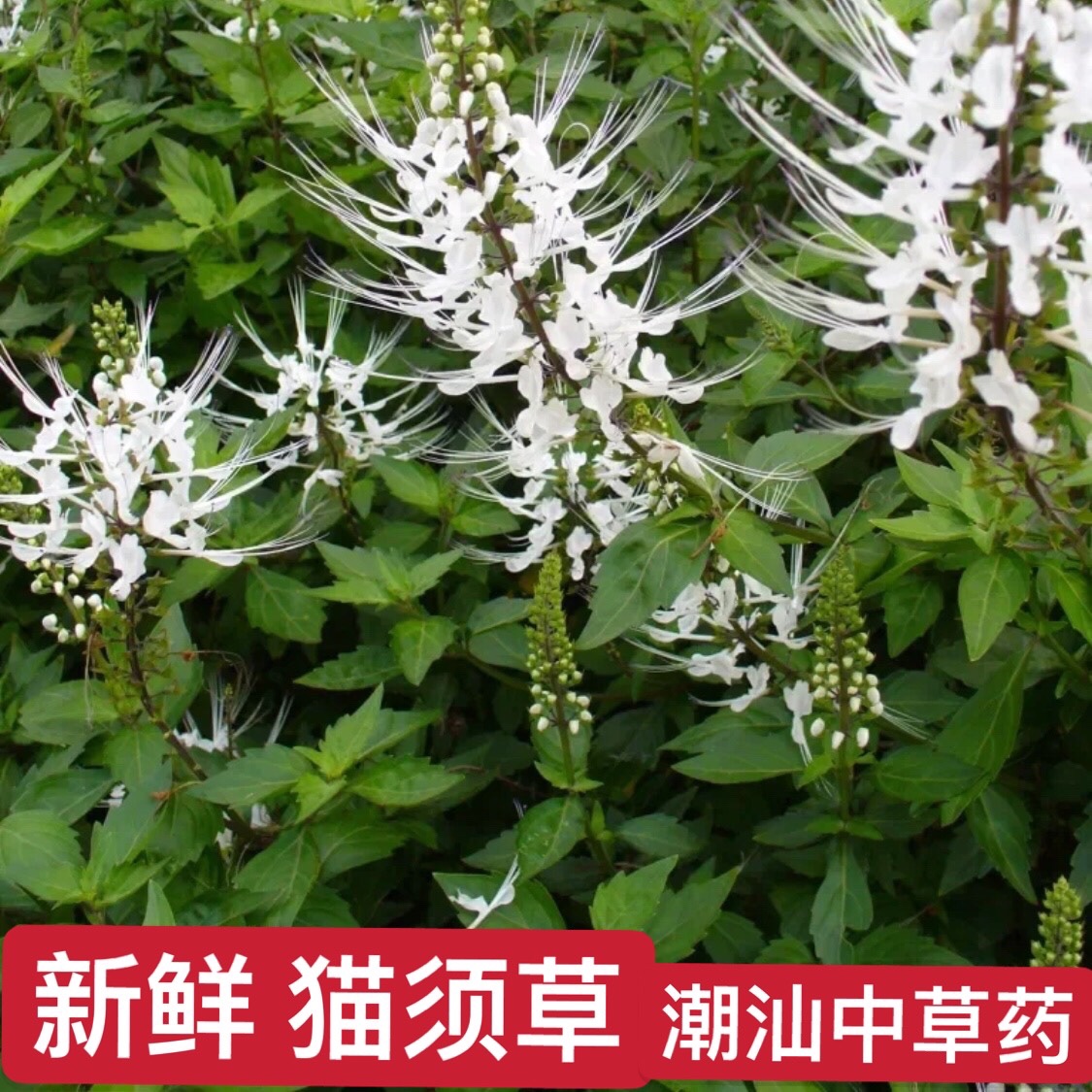 猫须草新鲜枝叶现采中草药材纯天然云南肾精茶 潮汕猫须公养生茶