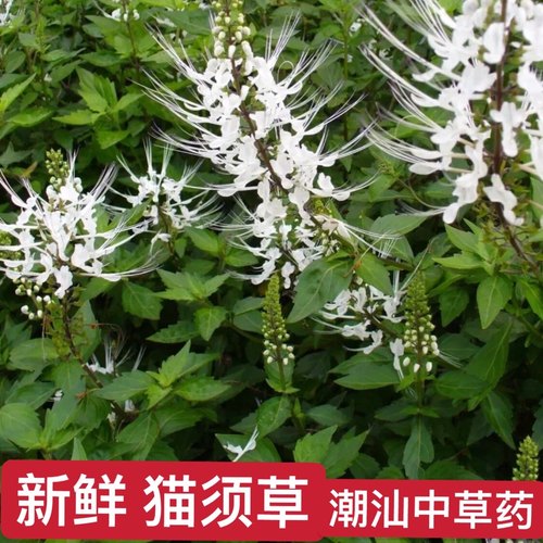 猫须草新鲜枝叶现采中草药材纯天然云南肾精茶 潮汕猫须公养生茶