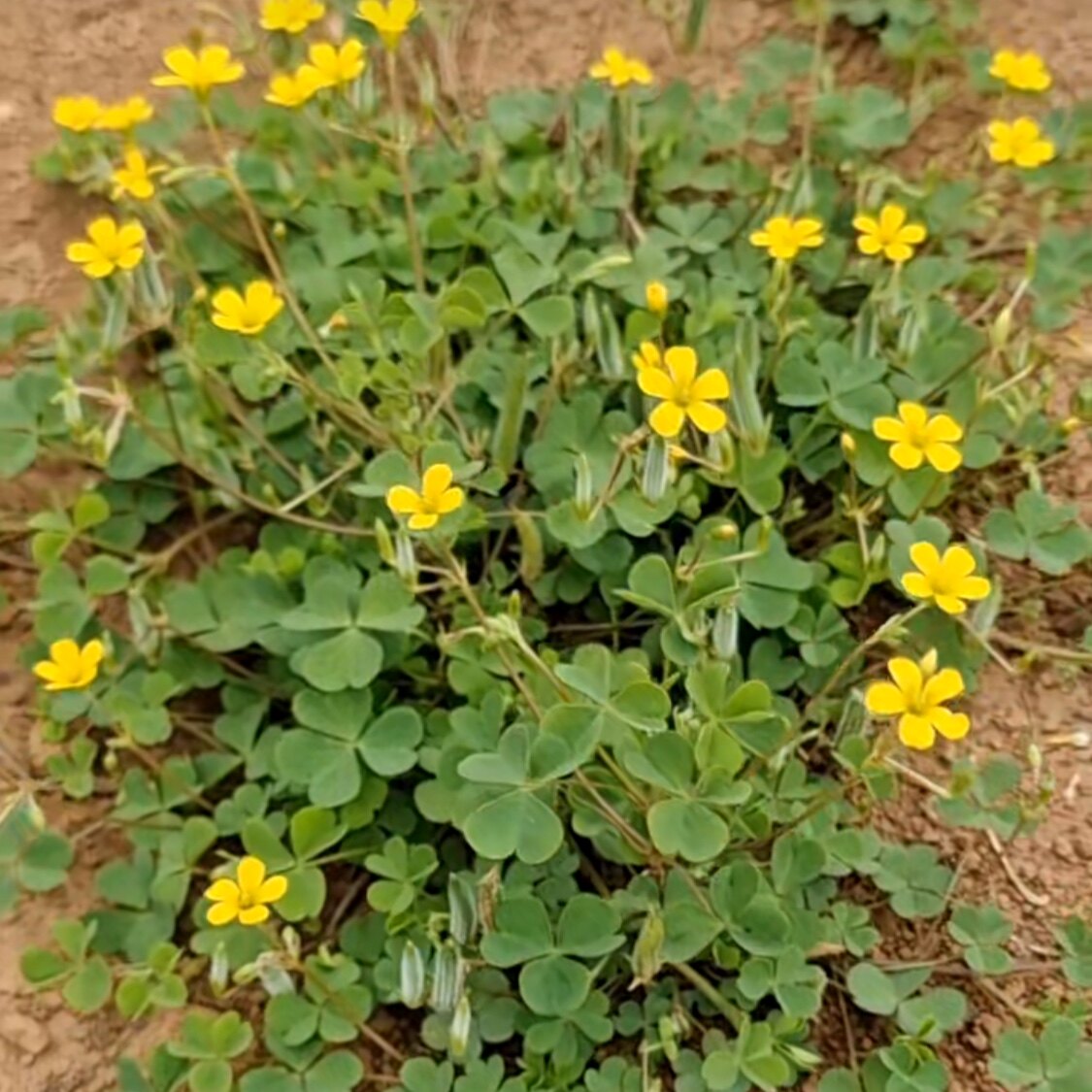 黄花酢浆草新鲜酸浆草潮汕咸酸藤盐酸鸡草酸咪咪草酸溜溜斑鸠酸