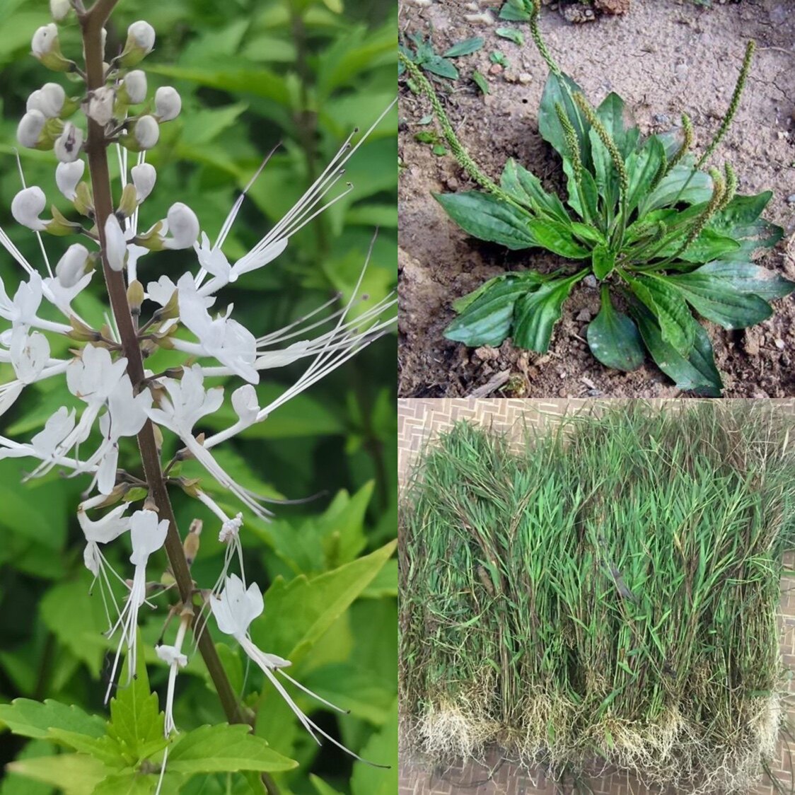 猫须草 车前草 金丝草新鲜猫毛草干货 中草药黄毛草 降拍酸茶套装