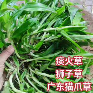痰火草新鲜狮子草化核草广东猫爪草玻璃草猪牙草大苞水竹叶中草药