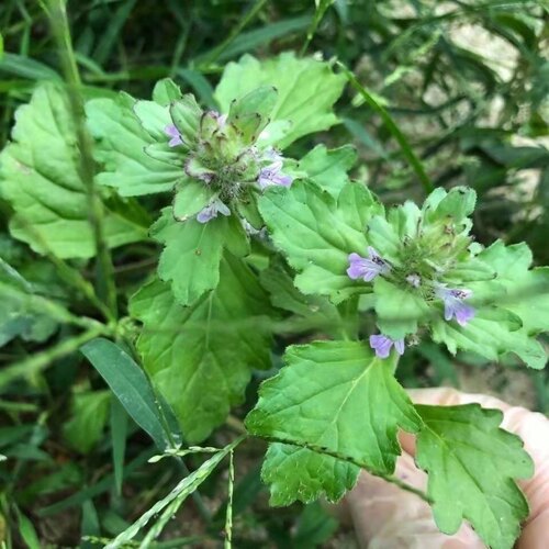 龙胆草 新鲜 白毛夏枯草苦地胆散血草风轮菜潮汕龙胆草中草药干货