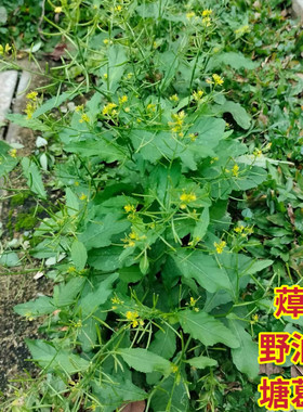 蔊菜新鲜塘葛菜野油菜江剪刀草潮汕绿豆草野葛菜假菜仔鸡肉菜