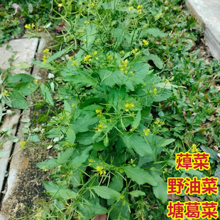 蔊菜新鲜塘葛菜野油菜江剪刀草潮汕绿豆草野葛菜假菜仔鸡肉菜