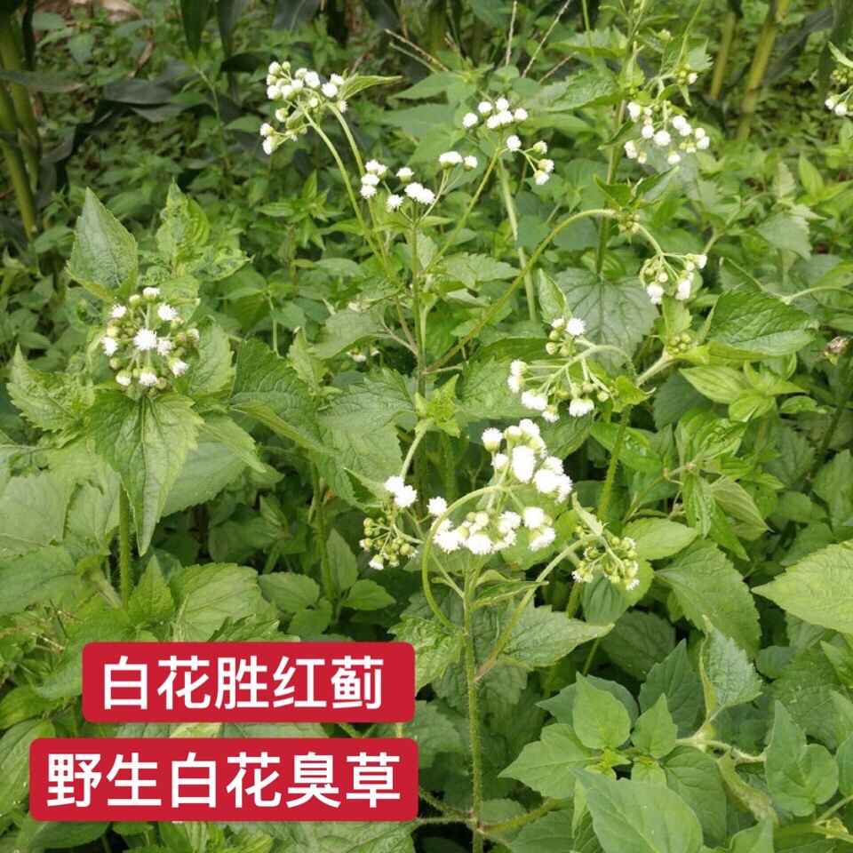 胜红蓟新鲜山区原生潮汕白花臭草香草藿香蓟脓泡外用肿痛青草中药