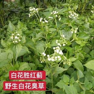 胜红蓟新鲜山区原生潮汕白花臭草香草藿香蓟脓泡外用肿痛青草中药