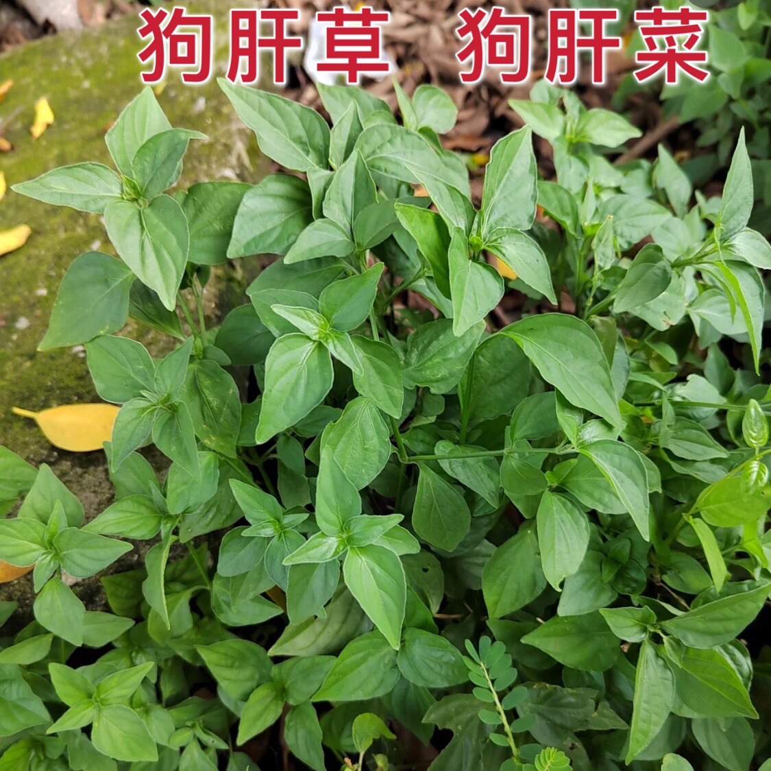 狗肝菜新鲜狗肝草潮汕乌面草野红蓝青蛇仔路边青土羚羊中草药