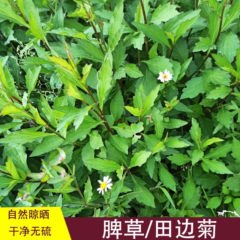脾草新鲜马兰头泥鳅草鱼鳅串路边菊田边菊潮汕夭脾草中草药