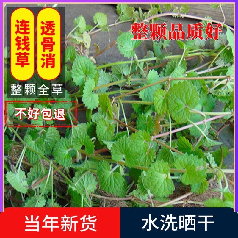 连钱草新鲜透骨消驳骨消潮汕接骨消十八缺草药遍地香铜钱草