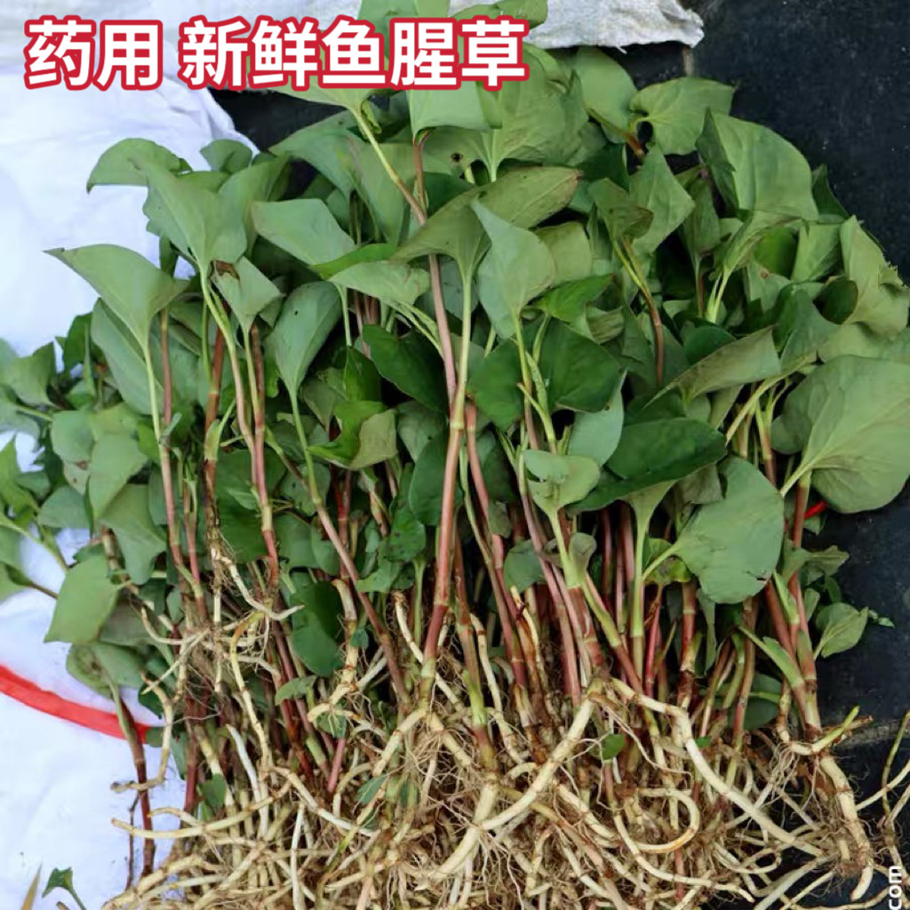 新鲜鱼腥草现挖鱼腥草叶鱼腥草根鱼腥草茶鱼腥草煲汤煮水中药材