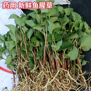 新鲜鱼腥草现挖鱼腥草叶鱼腥草根鱼腥草茶鱼腥草煲汤煮水中药材