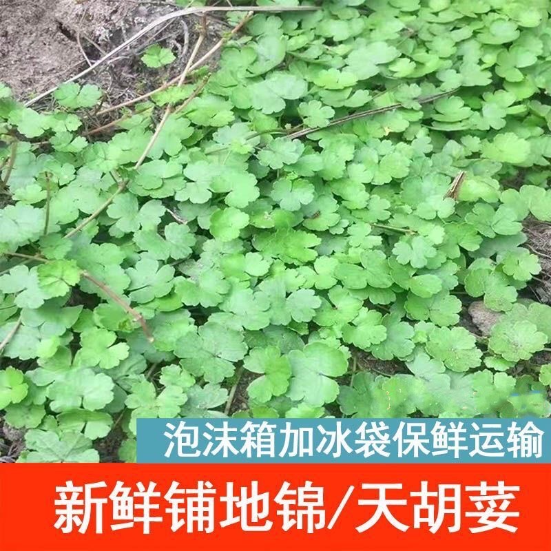 新鲜地锦草天胡荽铜钱落得打步