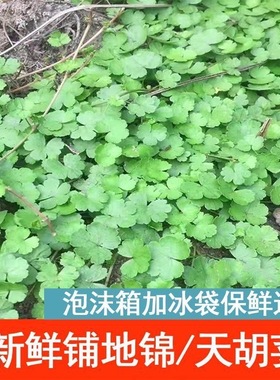 新鲜铺地锦草天然天胡荽破铜钱满天星草落得打步地锦鱼鳞草500g