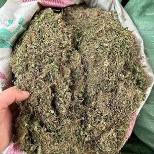 铺地锦新鲜天胡荽潮汕土地锦满天星破铜钱明镜草星秀草中草药干品