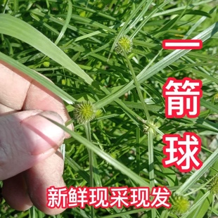 一箭球新鲜三荚草三叶珠金钮草火把草潮汕无头厚香水蜈蚣中药材