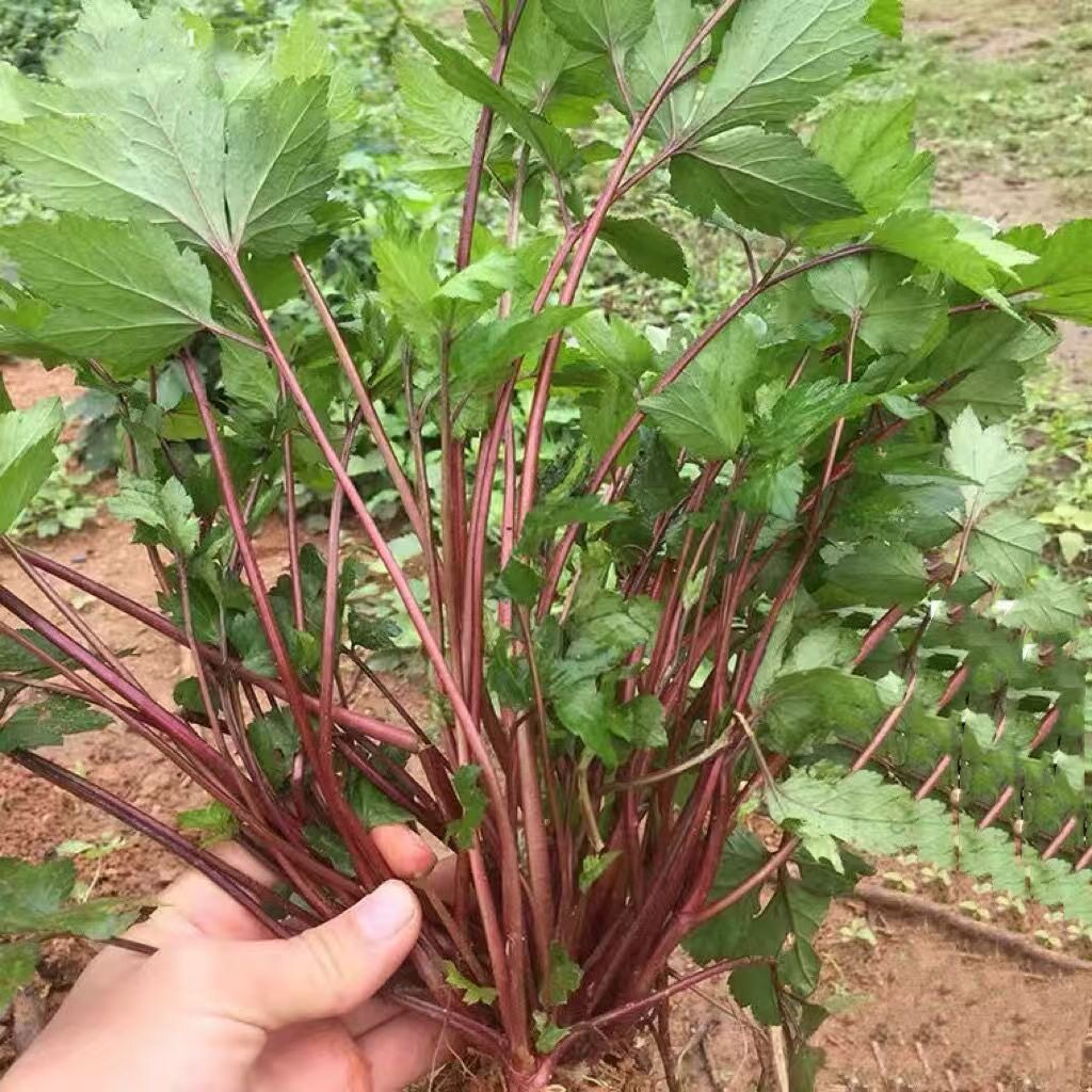 红艾菜新鲜珍珠菜潮汕真珠花菜食用鸭脚艾白苞蒿艾叶红艾草姨妈菜