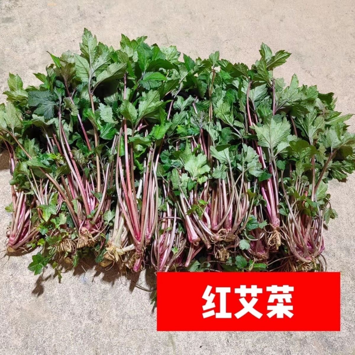 新鲜红艾菜珍珠菜潮汕真珠花菜食用鸭脚艾白苞蒿艾叶红艾草姨妈菜