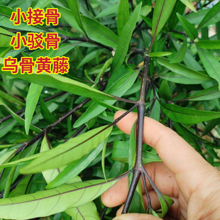 乌骨小驳骨草新鲜小接骨草尖尾凤铁打肿伤草接骨筒乌骨黄藤接骨木