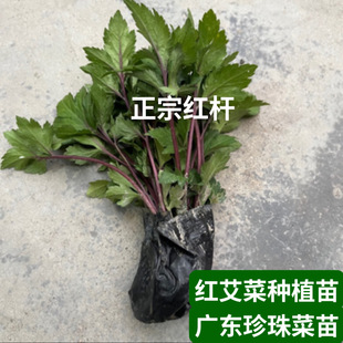 食用红艾苗 珍珠花菜苗 红经艾苗 鸭脚艾草苗易种盆栽地栽菜苗