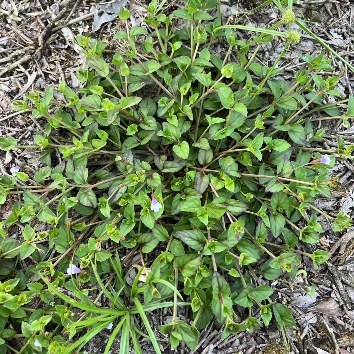 母草新鲜潮汕蟹目草铺地莲开怀草 四方拳田蟹目 小叶蛇针草蛇通管