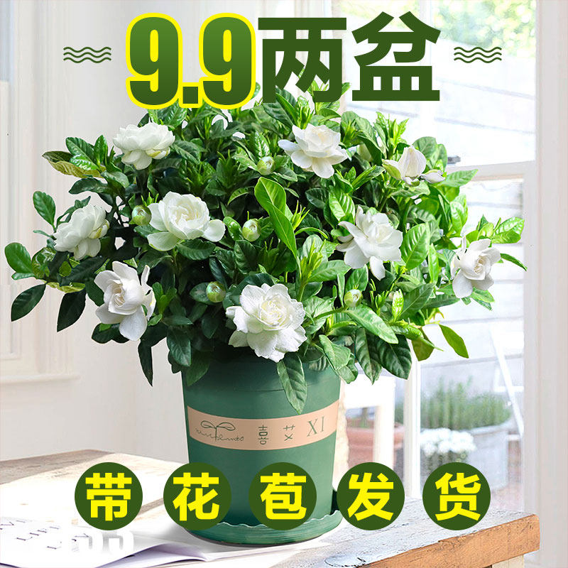 栀子花盆栽容易春季防辐射客厅吸甲醛新奇办公室内开花绿植物花卉