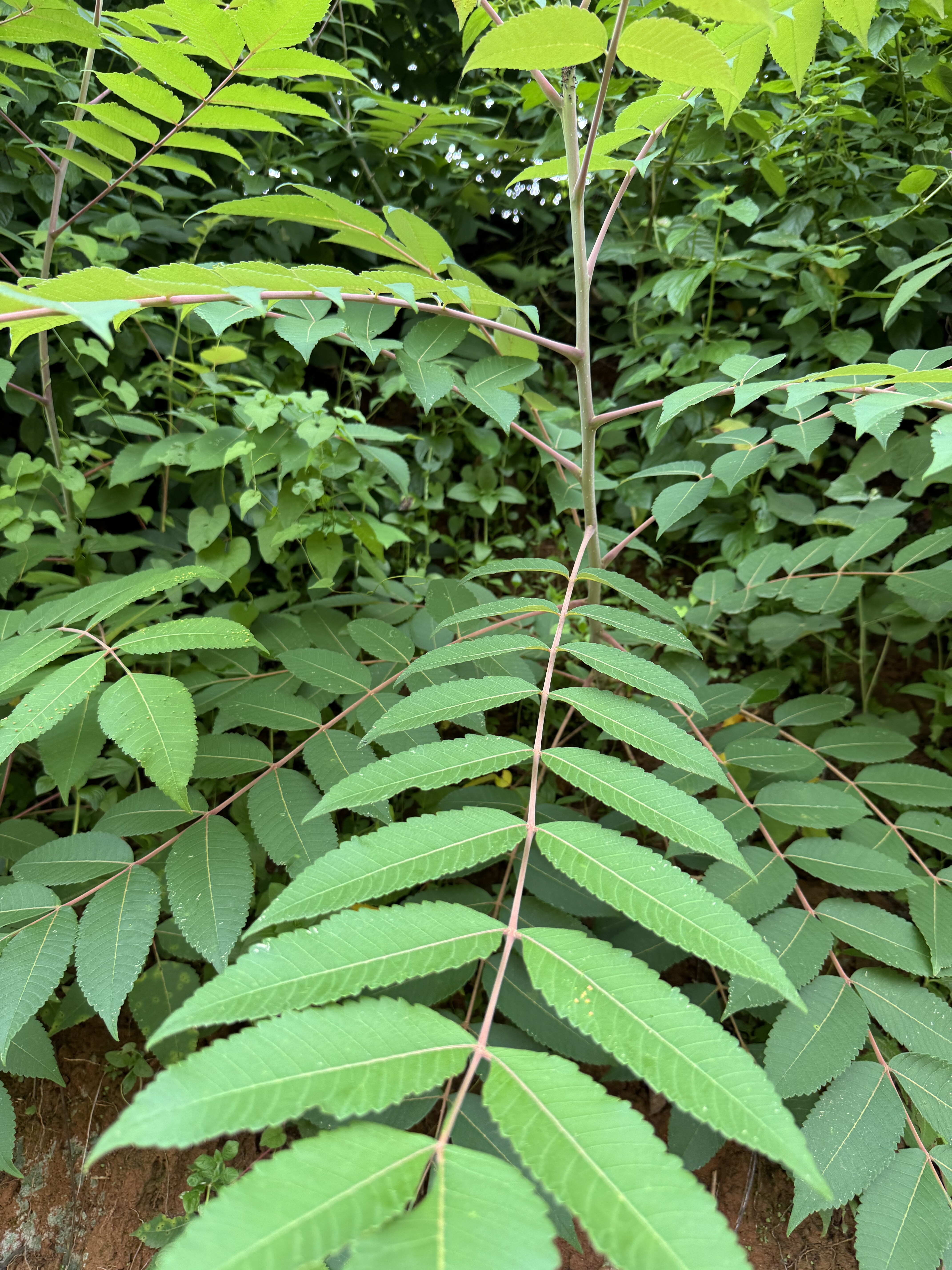 新鲜盐肤木盐霜柏敷烟树中草药材五倍子五培子根 盐酸木 盐刀柏根