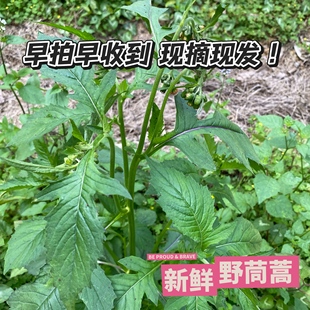新鲜野茼蒿中草药野塘蒿潮汕革命菜满天飞尿路风痛减酸天然现采