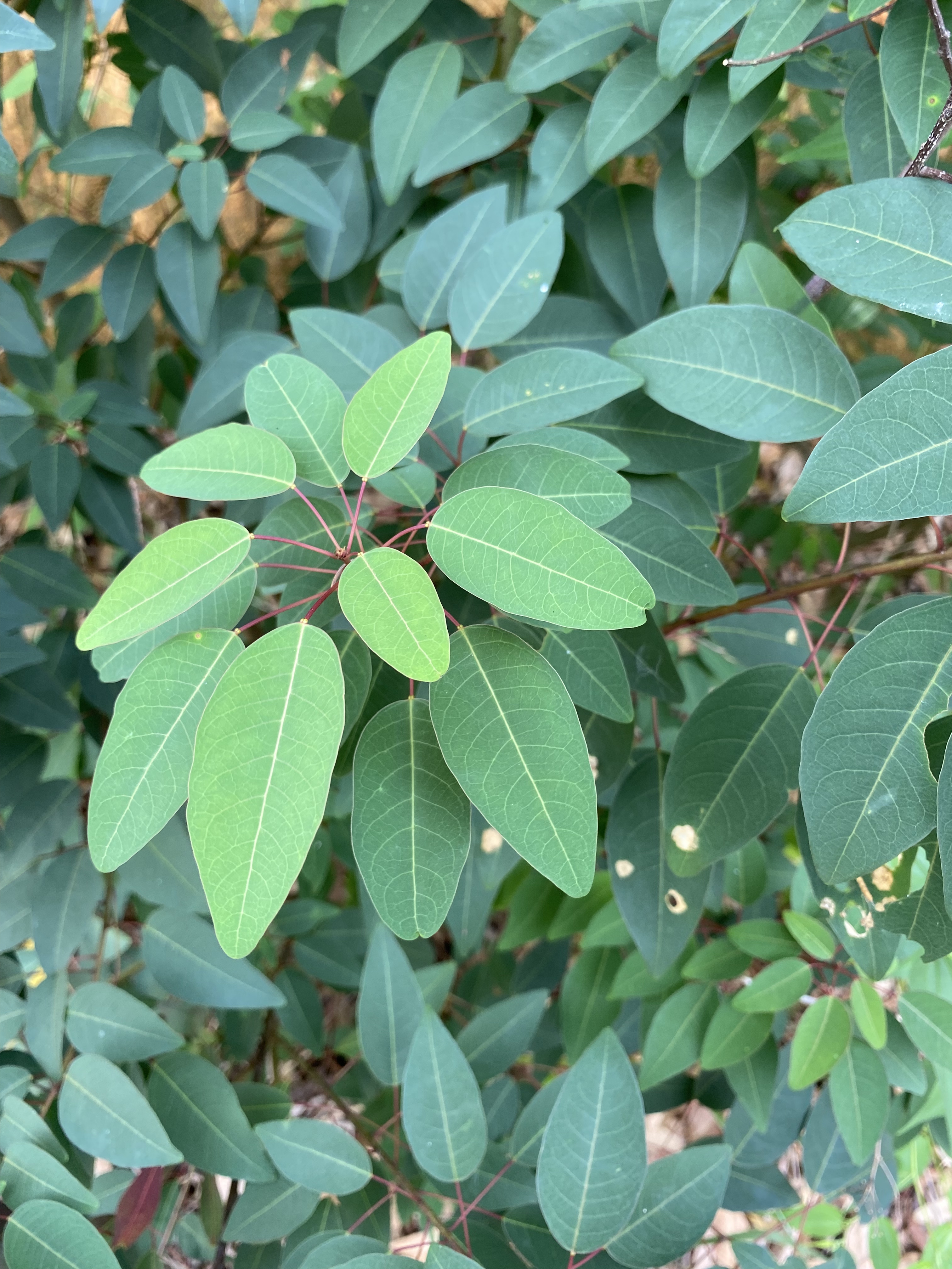 广东新鲜山乌桕枝叶红心桕红叶乌桕山柳乌柏树叶现采皮肤痒中草药